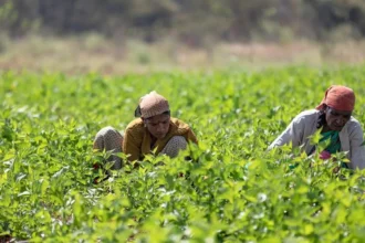 UP government has increased the support price of sugarcane