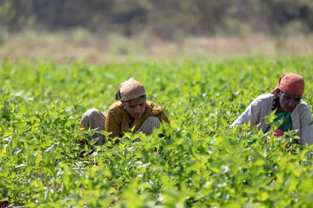 UP government has increased the support price of sugarcane