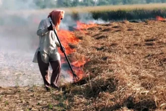 SC seeks detailed report on Stubble burning