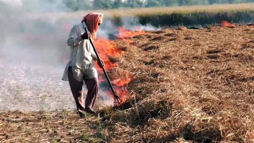 SC seeks detailed report on Stubble burning