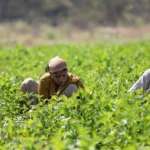 UP government has increased the support price of sugarcane